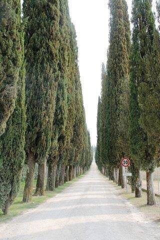 Immagine: 1cipressi