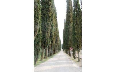Immagine: 1cipressi