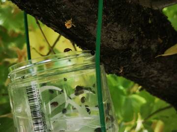 Interventi sperimentali, per la cura dei tigli dei corsi cittadini: Il Comune chiede aiuto alle coccinelle contro i parassiti delle piante