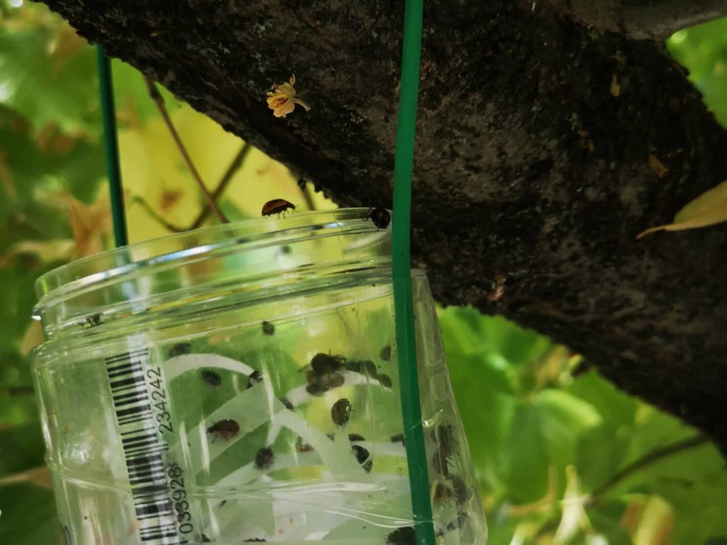 Immagine: Albero barattolo coccinelle lil