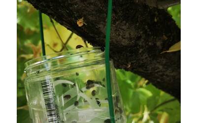 Immagine: Albero barattolo coccinelle lil