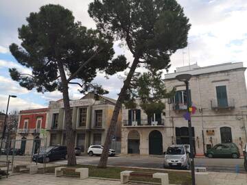 Avviate le procedure per l’abbattimento di due pini in Piazza Dante