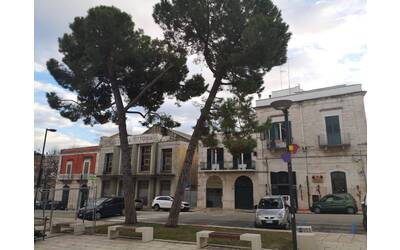 Immagine: Pini pericolanti