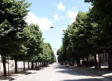 Gli alberi del centro urbano tra manutenzione e programmazione, Nota dell’assessore Antonio Mazzone