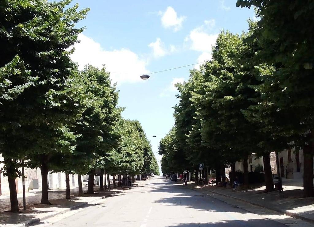 Immagine: Tigli cavour