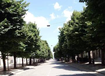 Potatura dei tigli, da giovedì 8 febbraio sosta vietata in alcuni tratti di Corso Cavour