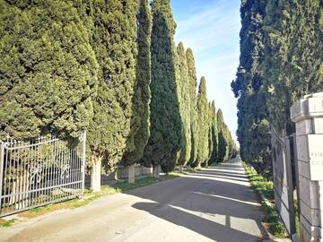 Manutenzione straordinaria del verde sul viale monumentale del Cimitero: in piantumazione 15 giovani cipressi