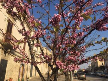 Ruvo a primavera: il programma degli eventi