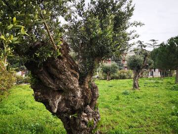 Contrasto alla diffusione della xylella: entro il 30 aprile eliminare le infestanti