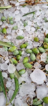 Emergenza grandine a Ruvo di Puglia, l’assessore regionale Pentassuglia partecipa alla riunione della IV Commissione Consiliare