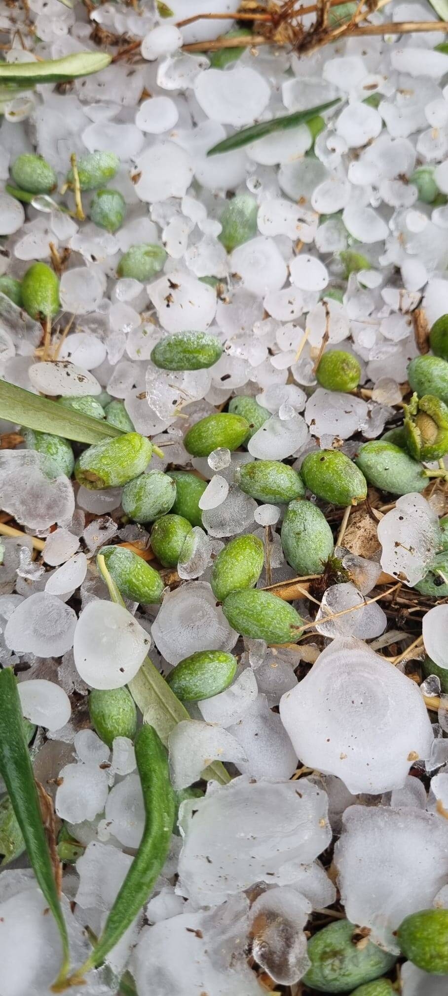 Immagine: WhatsApp Image 2023-09-23 at 18.27.32